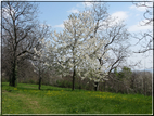 foto foto Paesaggi Collinari in Primavera